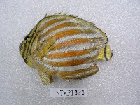 藏品(華麗蝴蝶魚)的圖片